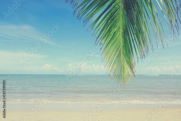 Fototapeta Palm tree branch and Caribbean sea . Travel background.