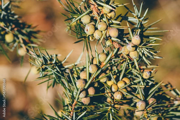 Fototapeta Juniper berries in winter