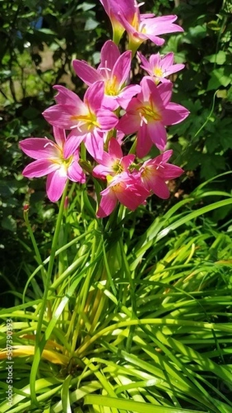 Obraz pink and white flowers