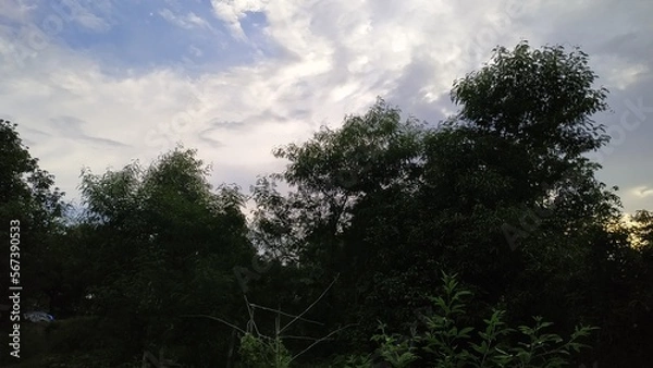 Fototapeta sunset in the forest