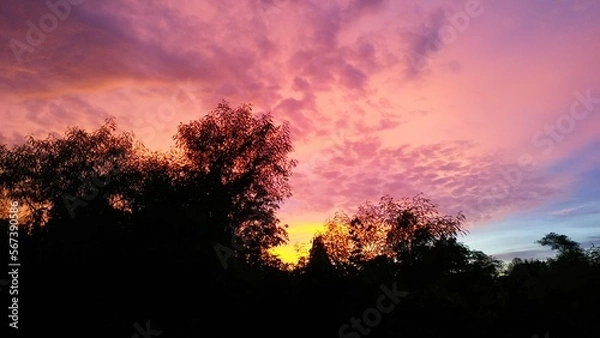 Fototapeta sunset in the forest