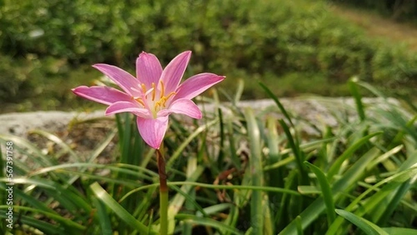 Obraz pink rain lily