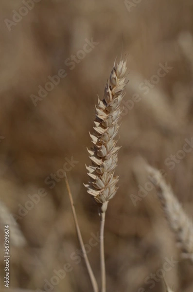 Fototapeta Field of wheat of golden colour