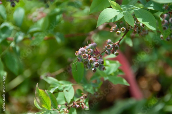 Fototapeta ブルーベリーの木