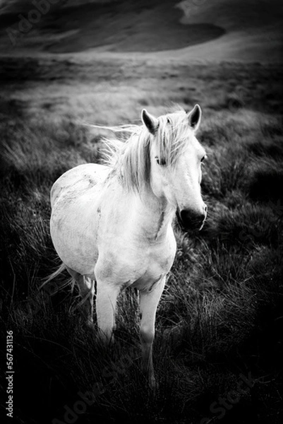 Fototapeta Wild horses