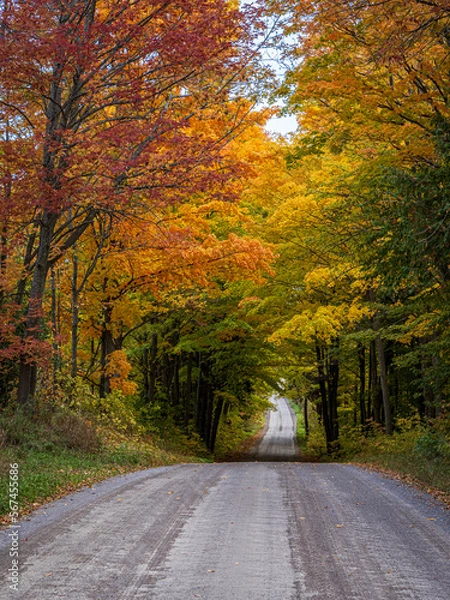 Obraz country road in autumn