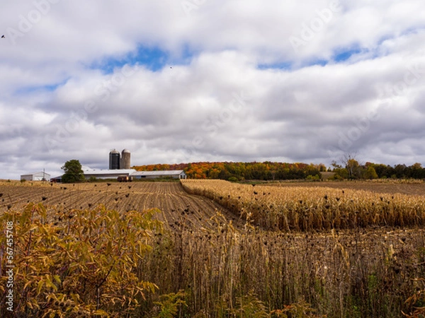 Obraz landscape with a barn and a partially harvested cornfield