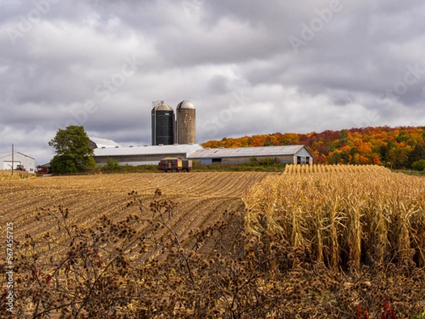 Obraz landscape with a barn and a partially harvested cornfield