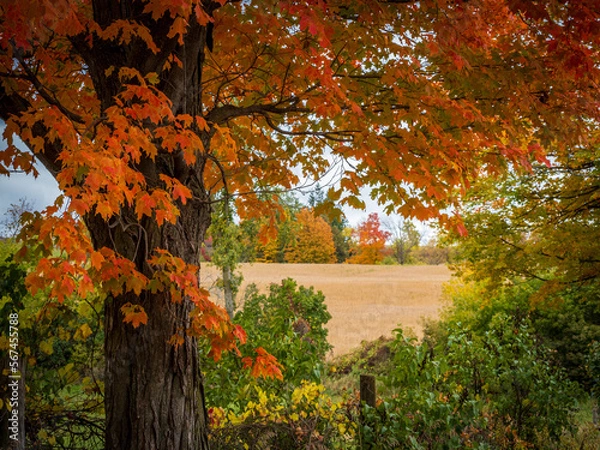 Obraz golden farm field framed by old maple tree branches in autumn