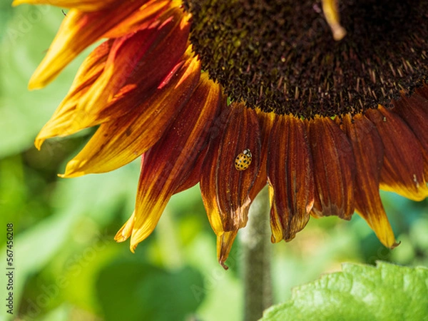 Obraz ladybug sitting on large sunflower blossom