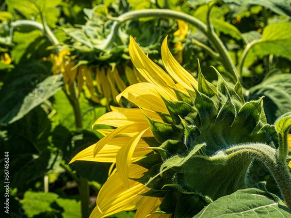 Obraz Close-up of drooping sunflowers