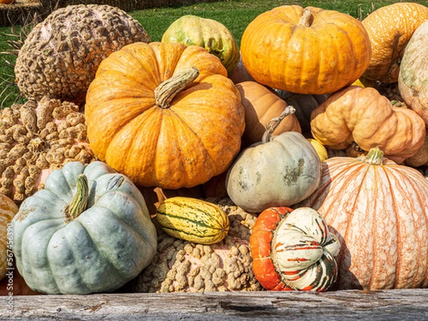 Obraz pile of colorful pumpkins and gourds