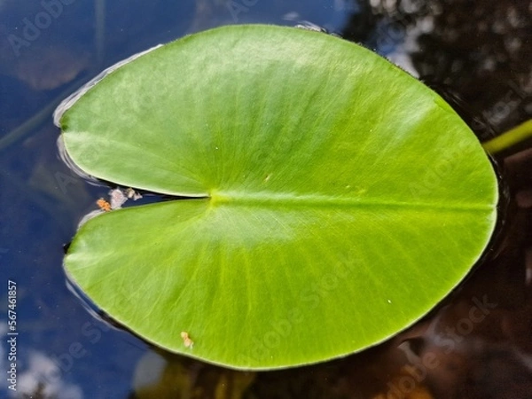 Obraz water lily leaf
