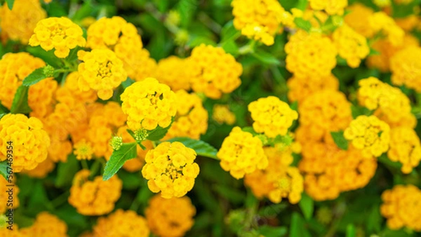 Fototapeta Yellow lantana is perennial flowering plants in verbena family, Verbenaceae. Herbaceous plants and shrubs. Aromatic flower clusters called umbels. Plants of unrelated genus Abronia, sand-verbenas