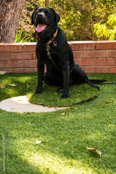 Obraz black labrador retriever