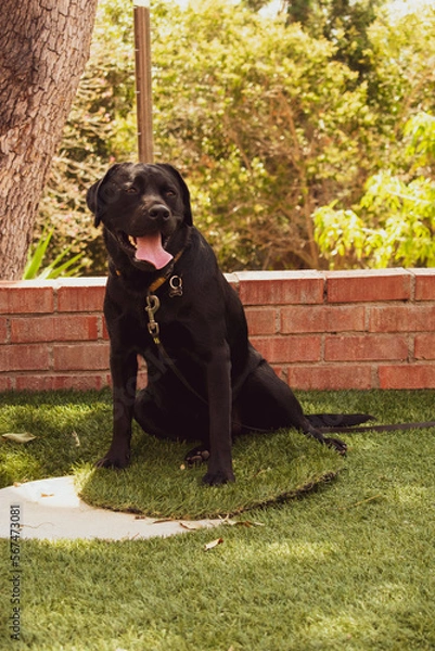 Obraz labrador retriever