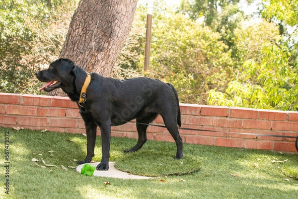 Obraz black labrador retriever