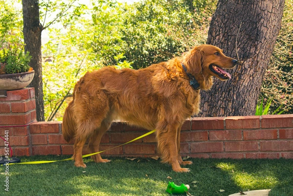 Obraz dog in the garden