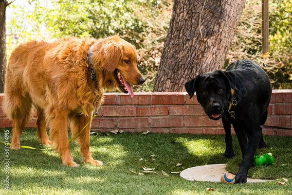 Obraz golden retriever dog