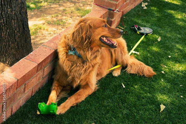 Obraz dog on the grass