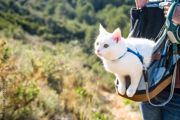 Fototapeta a white cat in a harness and on a leash sits in a backpack during a trip in the mountains