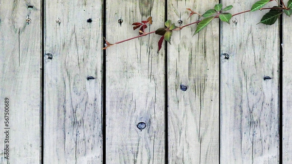 Obraz 木目背景とグリーン