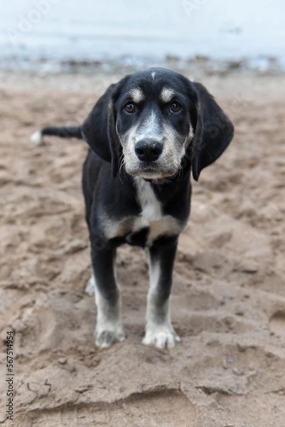 Obraz puppy on the beach