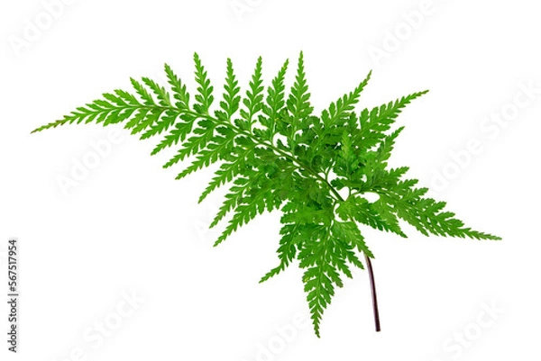 Fototapeta Rumohra adiantiformis or leather fern or leatherleaf fern glossy dark green frond isolated transparent png