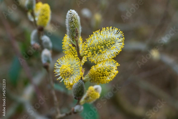 Obraz Weide Kätzchen, Salix mit zartem Flaum im Frühjahr