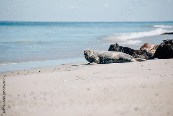 Obraz Gray seals relaxing on the beach on Island Düne Heligoland in North Sea Germany