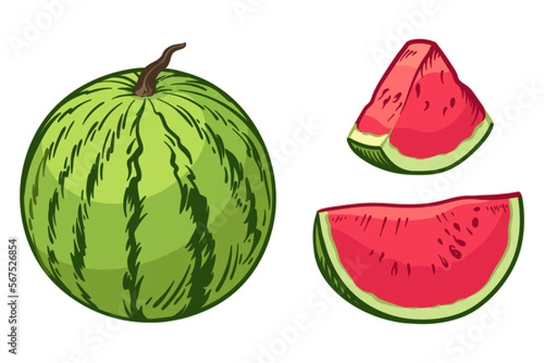 Fototapeta Watermelon and a slice of watermelon. Vector illustration of a watermelon isolated on a white background.