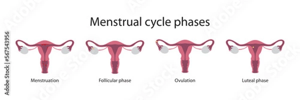 Obraz Menstrual cycle phases