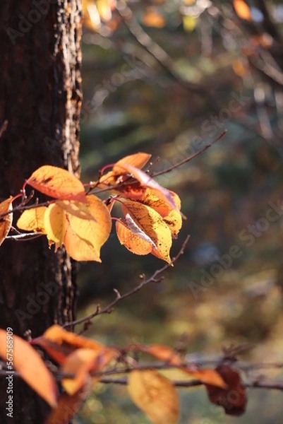 Obraz 光り輝く紅葉