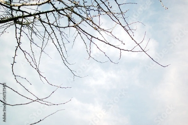 Obraz tree branch isolated