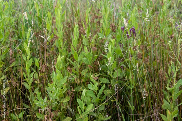 Obraz Wild grass in a meadow for background use