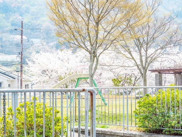 Fototapeta 春に桜が咲く公園