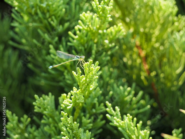 Obraz 木に止まっているアオモンイトトンボ