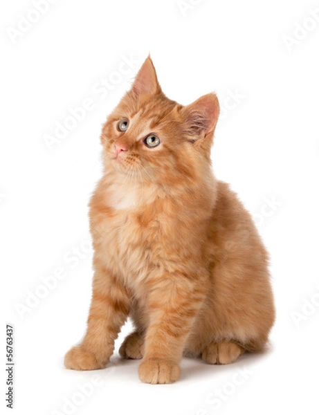 Fototapeta Cute orange kitten looking up on a white background.
