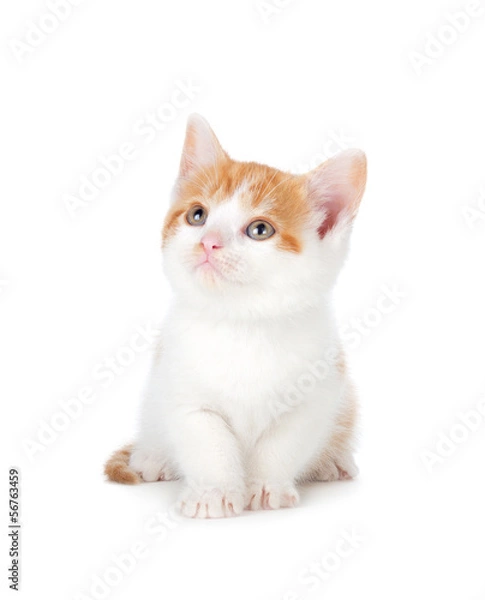 Fototapeta Cute orange and white kitten looking up on a white background.