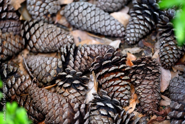Fototapeta pinecone