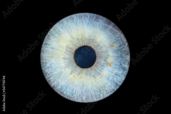 Obraz Human eye iris close up isolated on black background