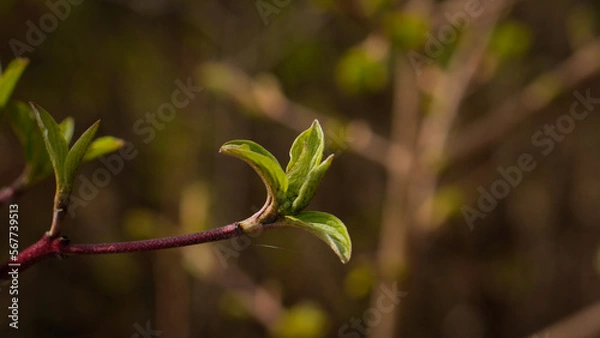Fototapeta Frische grüne Triebe im Frühling, junge Blätter an einem Ast, Nahaufnahme von neuem Wachstum in der Natur, Beginn des Lebens, Frühjahrserwachen.