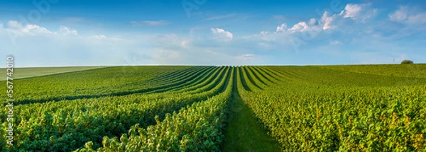 Fototapeta big panoramic view of black currant bushes, rows of fruit plantations under the blue sky