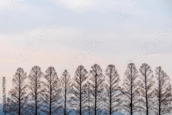 Fototapeta 冬のメタセコイア　滋賀県大津市琵琶湖畔