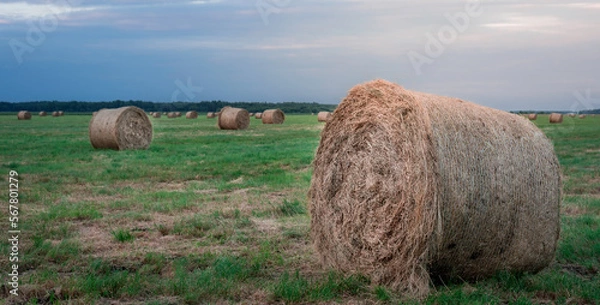Fototapeta hey rolls in beautiful wide green fields on sunset