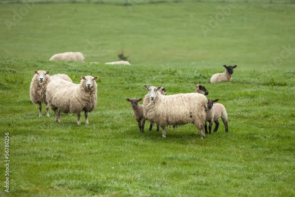 Fototapeta Sheep and lambs on the field