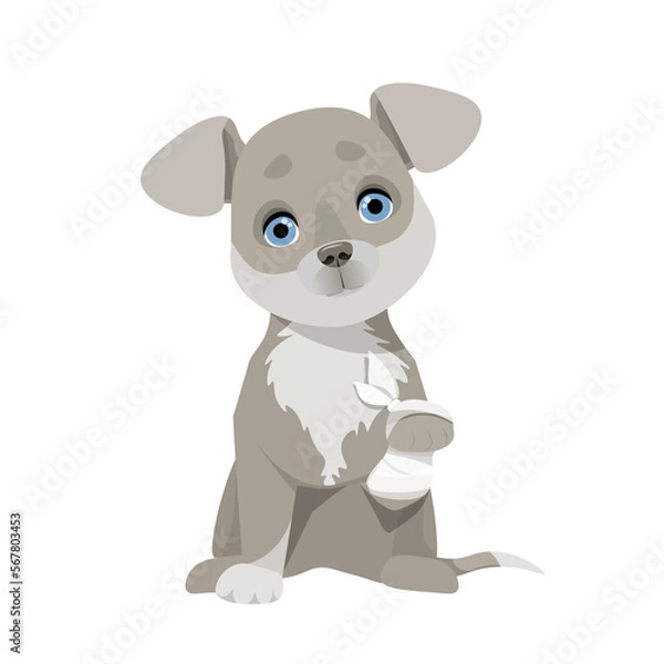 Fototapeta Small gray dog with a paw wrapped in a white bandage