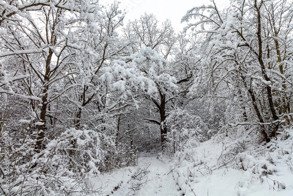 Fototapeta Picturesque snow trees in a winter atmosphere. Winter snow trees, park road perspective. White alley in forest. Snowy tree rows and gray sky. Traces on footpath.