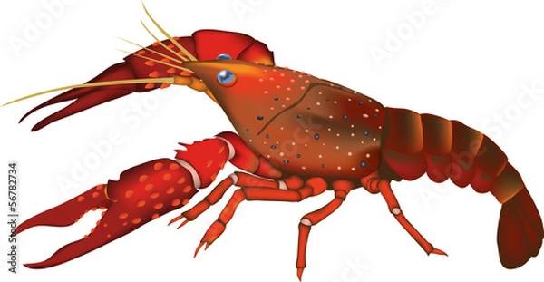 Obraz アメリカザリガニ