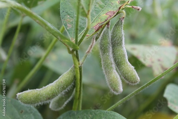 Fototapeta Soja verde